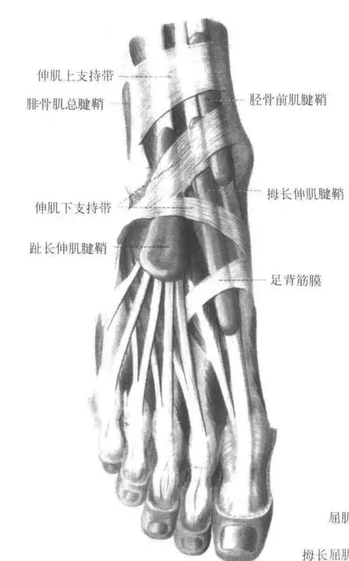 足背腱鞘 :         [阅读本文]>>             体解剖