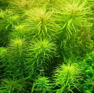 百叶草图片_百叶草的养殖方法和注意事项|怎么养_百叶草怎么繁殖-花语