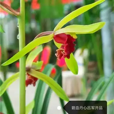 碧血丹心2 - 中国兰花交易网