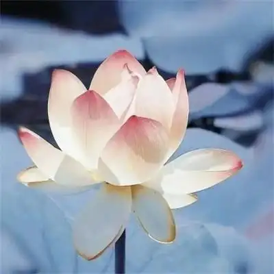 超火的荷花头像72张 中年老年人专用清心荷花精美图片头像