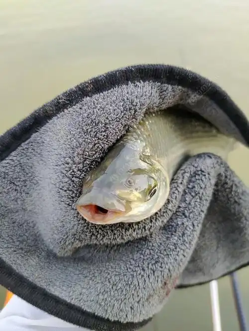 这是啥鱼嘴巴是菱形◇的