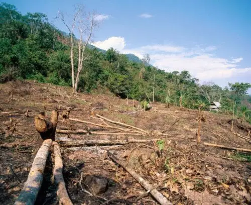 遭遇滥砍滥伐的亚马孙热带雨林(图源:东方ic)