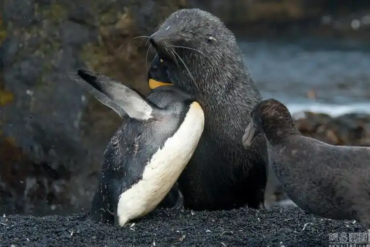 南极海豹奸杀企鹅 (/14)