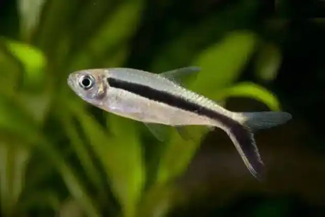 100种灯鱼品种图鉴大饱眼福