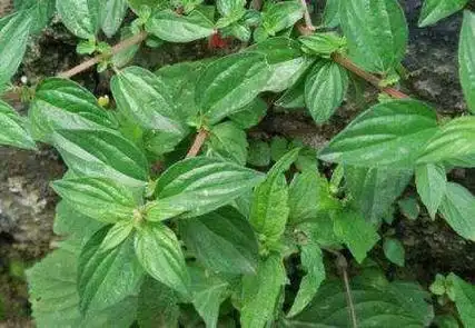 它的学名叫雾水葛,别名又叫地消散,脓见消,吸脓膏,田薯,水麻秧,拔脓膏