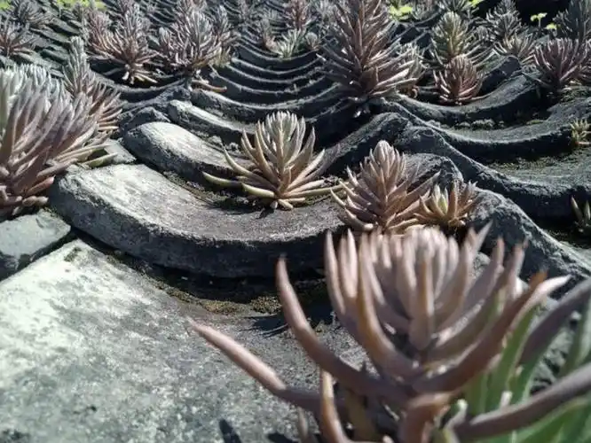 2种"野生多肉"珍贵,山上遇到挖2棵,养在家里值钱,繁殖也快