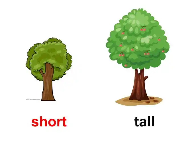 冀教版(三起)四下unit 3 all about me_lesson 14 are you short or