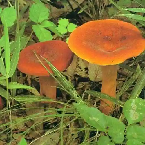 云南深山常见的几种野生菌