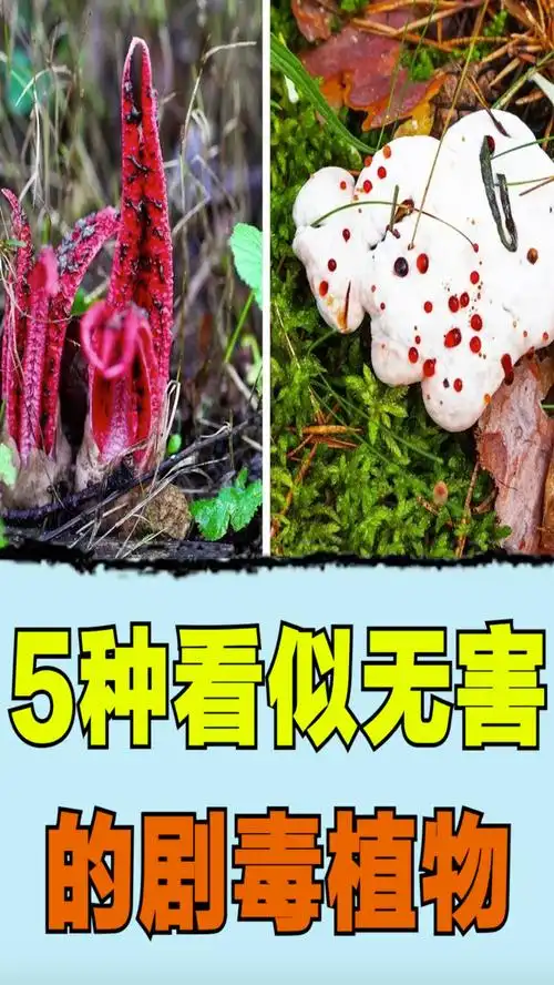 剧毒植物#5种看似无害的剧毒植物