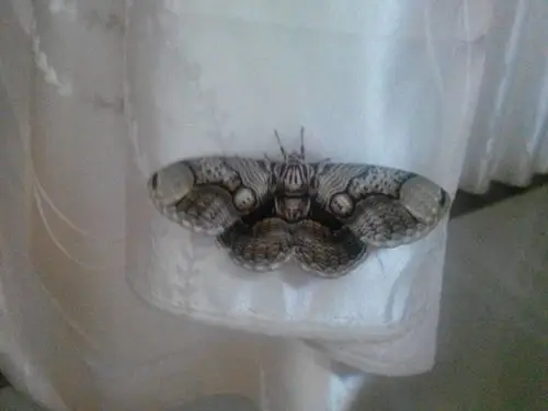 我家里出现了手掌这么大的飞蛾.到底是什么品种.看着还是好害怕.