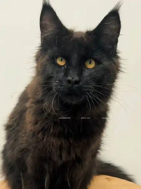 俄系缅因猫黑色弟弟出售找新家