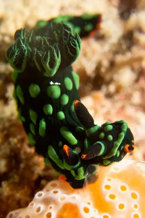 马来西亚发现首只双头海蛞蝓