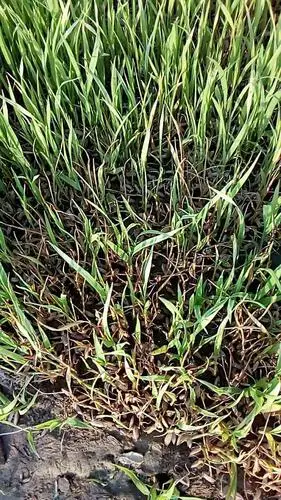 旱育秧谨防苗期立枯病建议加强温湿度管理喷施叶面肥促生长