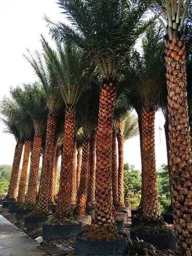 中东海枣银海枣产地直销杆高4米价格860元