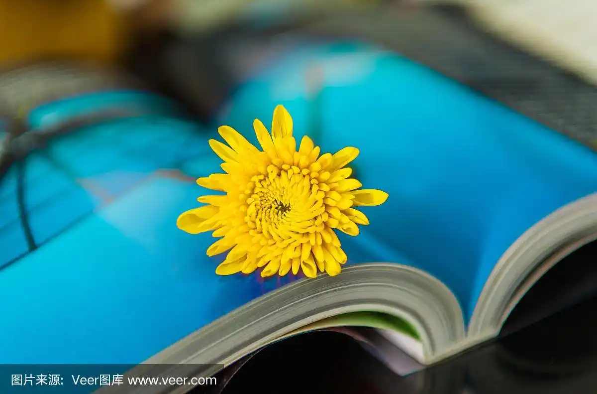 黄花在一本书上