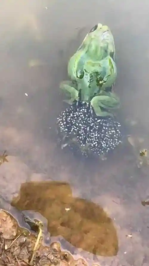 母青蛙在产卵,公青蛙一直在下边驮着母青蛙,好感人的画面