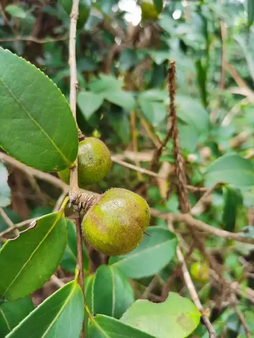 山茶果