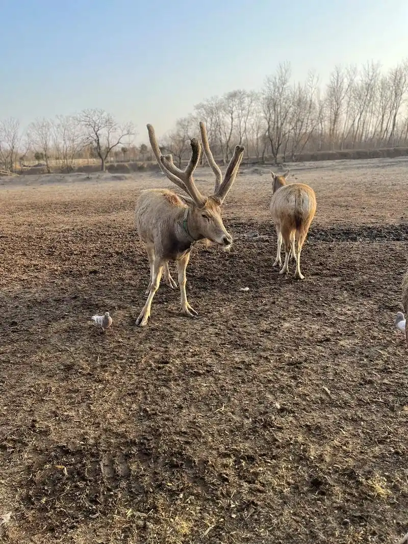 去什么奈良,来盐城大丰麋鹿保护区喂麋鹿吧.盐城大丰,这里有着 - 抖音
