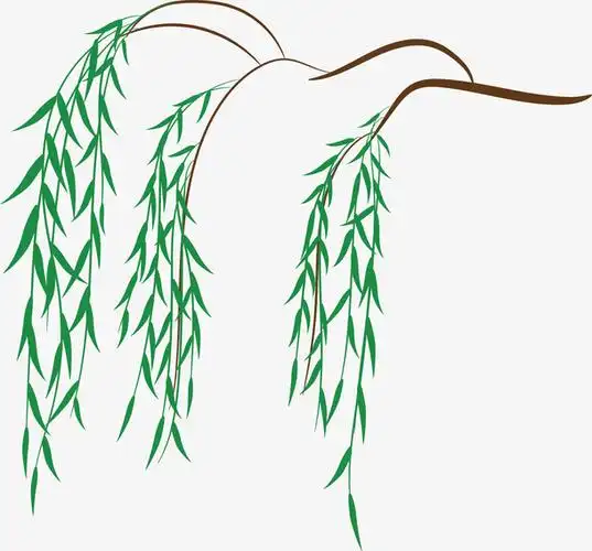 矢量图一枝绿色的柳叶