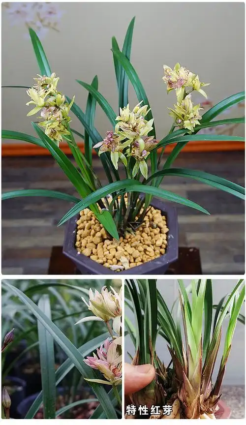 注册 登录 富山奇蝶花苗花  室植物苗 兰花苗香邮 富山奇蝶兰花苗带