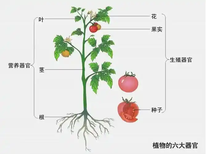 须须头梗子嫩头上海话中的这些植物器官你知道几个