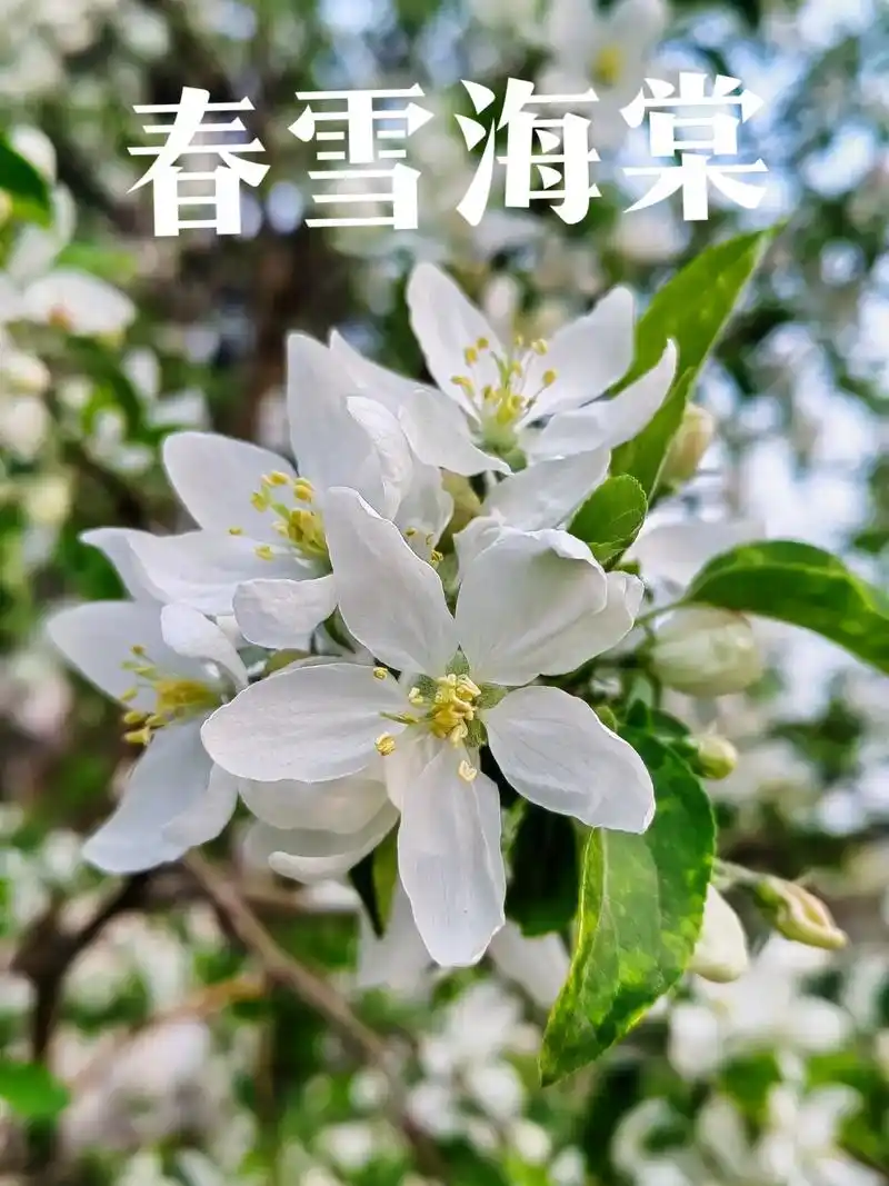 身边植物之春雪海棠:蔷薇科,苹果属植物.刺状枝多,树皮灰棕色 - 抖音