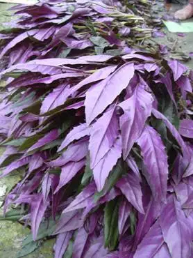 /i>),中国传统的 a target="_blank" href="/item/山野菜/2181859"