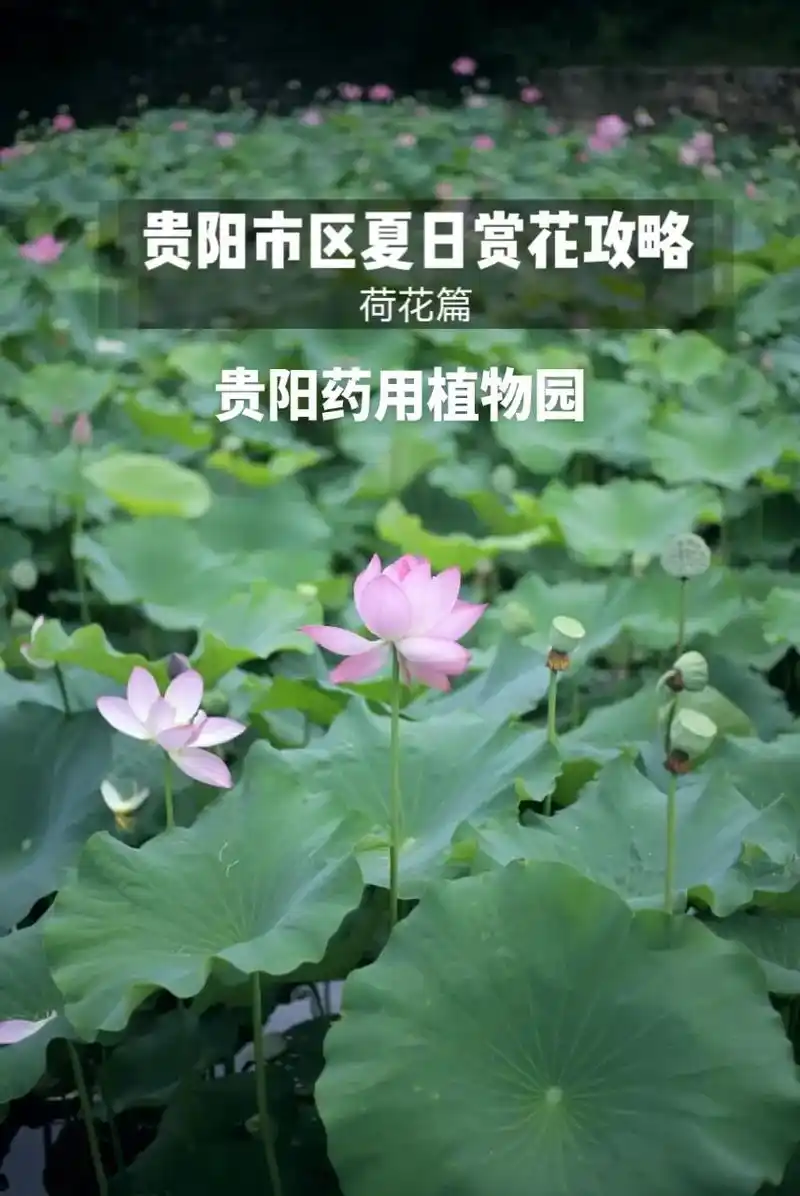 贵阳市区夏季赏花拍花攻略:荷花篇.夏天已到,又到了拍荷花的季 - 抖音