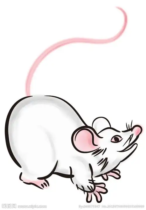 女鼠男羊二人的属相如何 可以在一起吗?