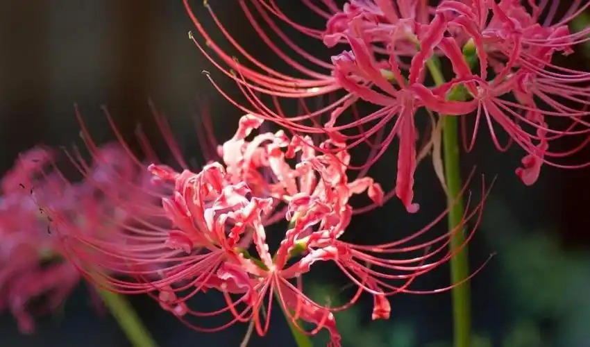 着绝望的爱情思念之情以及离别之意彼岸花在我国传说中是冥界唯一的花