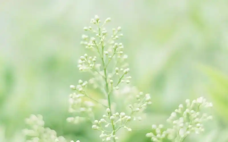 小清新绿色植物高清图片桌面壁纸