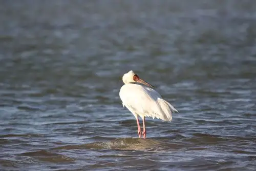 涞源湖来了白仙鹤