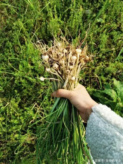 春暖花开,美好已至!