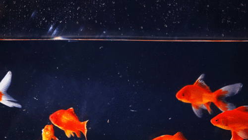 陈哲远 | 新一代"小鱼儿"上线,来自恶人谷的奶甜男孩_玛丽黛