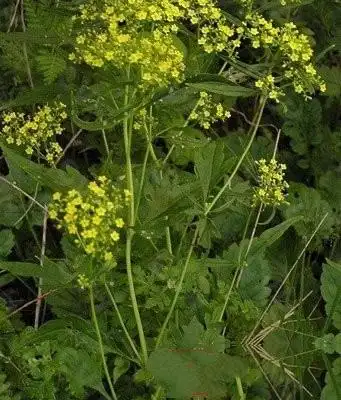 墓头回_中药大全