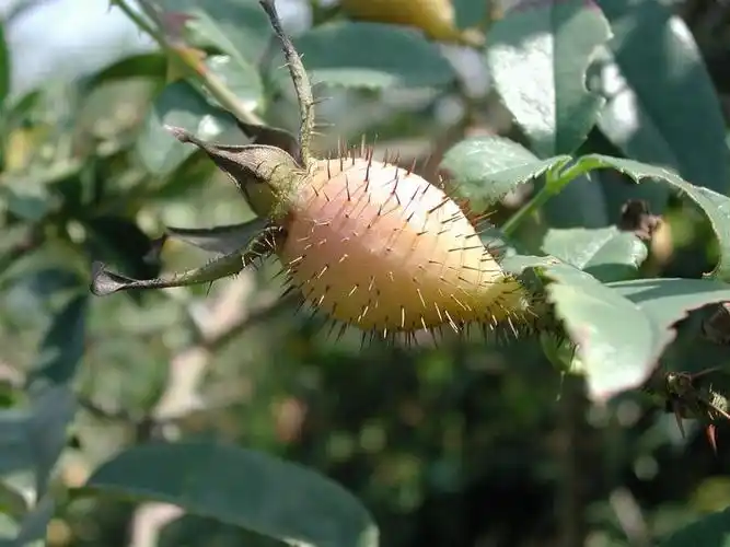 四川山上常见的一种野生水果 没想到竟有这么多的作用!