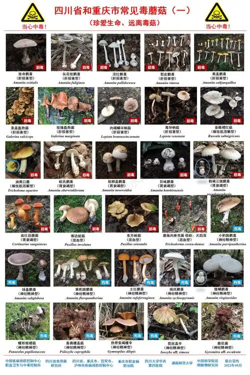 毒蘑菇出没最新版川渝野生毒蘑菇图鉴