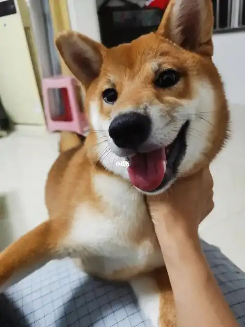 狐狸脸的六个月柴宝宝一样可爱