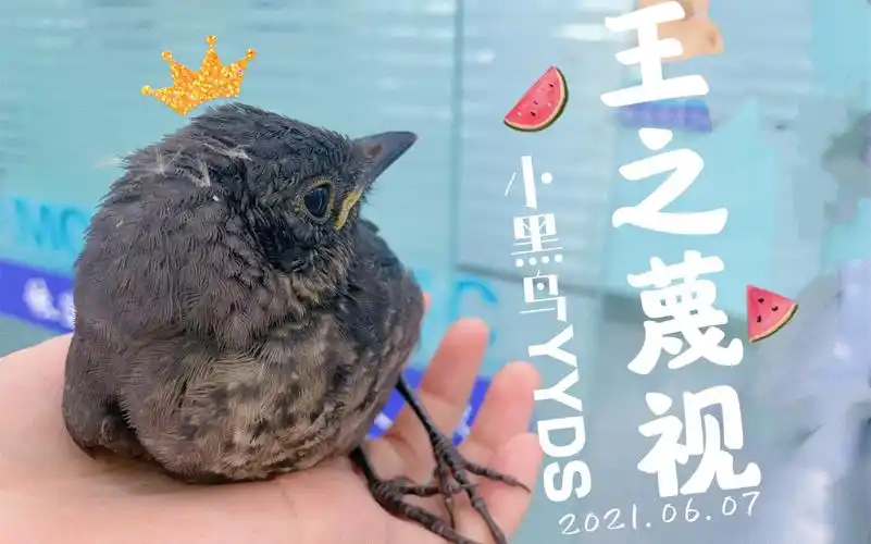 捡到一只小黑鸟,希望它黑黑壮壮长命百岁!