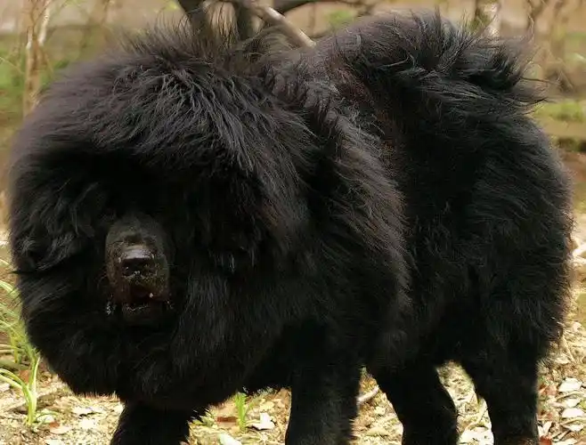 狮子头藏獒和虎头藏獒区别有哪些?价格差异大不大?-宠物主人