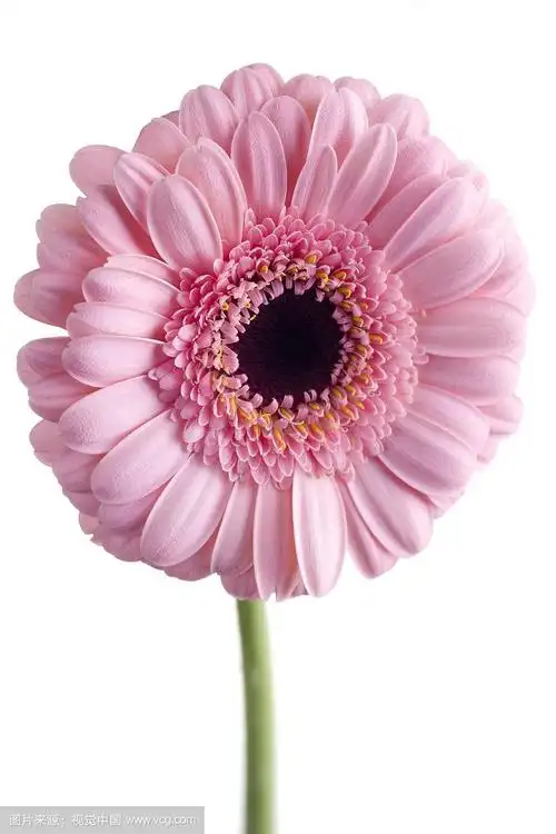 粉色非洲菊特写