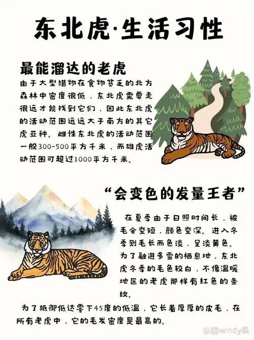东北虎知识|你了解森林之王吗