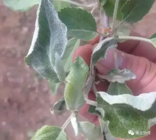 苹果树病虫害识别图谱不认识就赶快来看看吧
