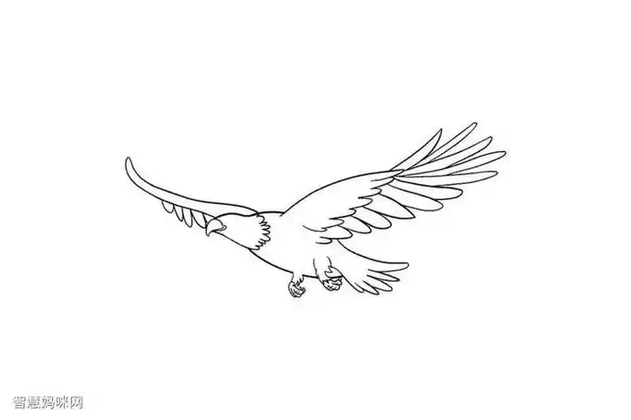 雄鹰简笔画颜简笔画雄鹰展翅,画画教学来了简单的动物简笔画捕食的