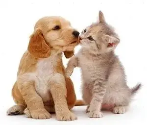 让你三分钟弄懂猫猫狗狗打疫苗到底有哪些事儿?