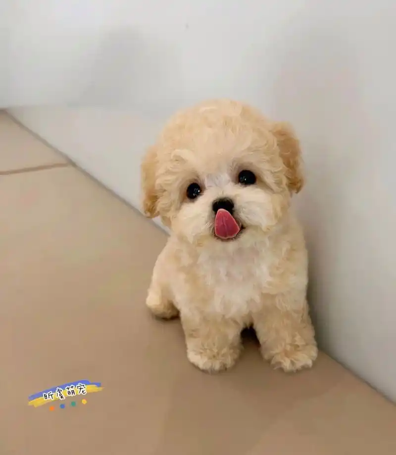 香槟色泰迪|三个半月微小体 待售06 香槟色微小体泰迪boy02呼名