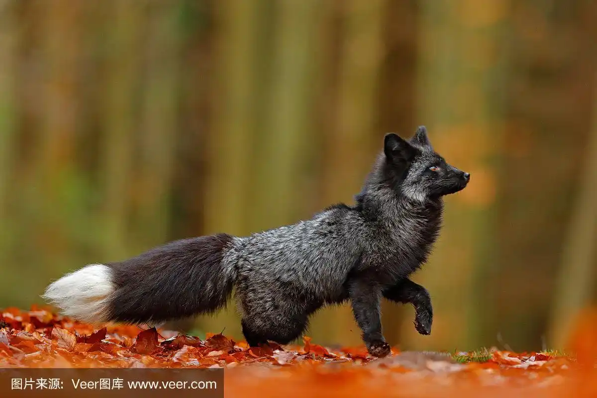 来自俄罗斯的搞笑图片.有黑白尾巴的狐狸.