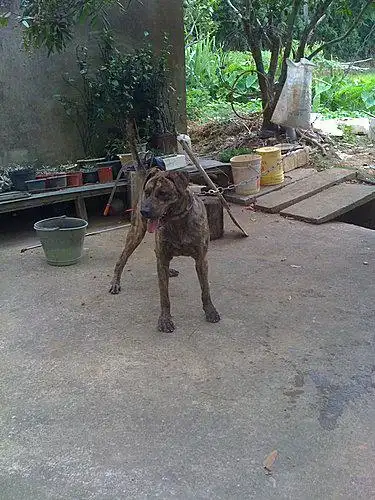 优质台湾原始高山犬(大型土狗)骨粗/勇猛/强壮