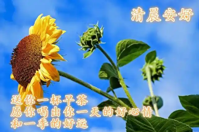 微信温暖人心的早上好问候短信 最美的鲜花图片带祝福语