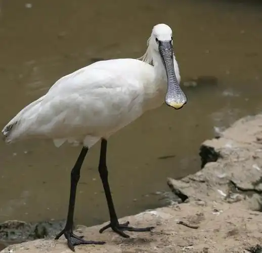 山西太原长嘴怪鸟(广东韶关出现大嘴怪鸟)(7)